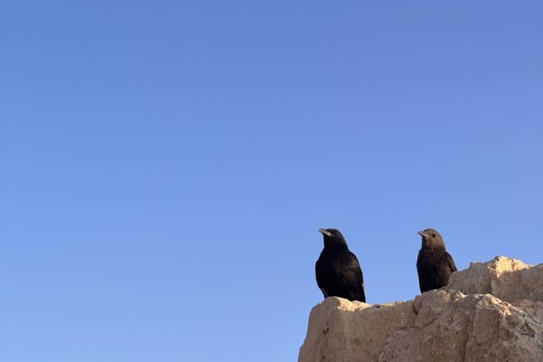 Masada的烏鴉